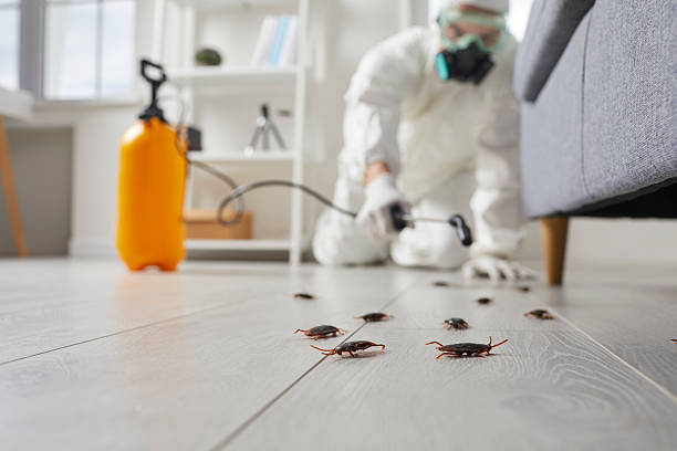Trusted Rodent Control service in Winooski, VT - Nex Pest Control